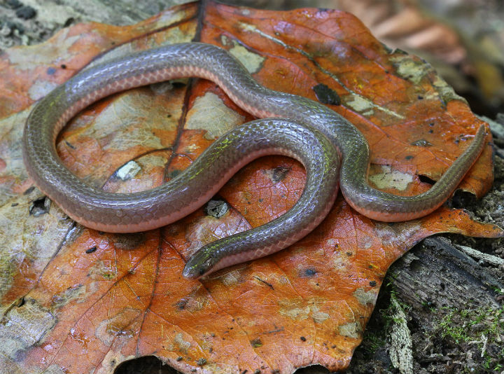 Worm Snake